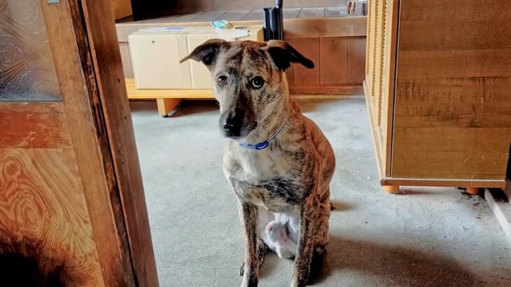 犬が『自分だけ置いて行かれる』と勘違いしたときの反応…家族への愛を感じる切ない姿に「愛おしい」「硝子のハート」と23万再生(ブログ)