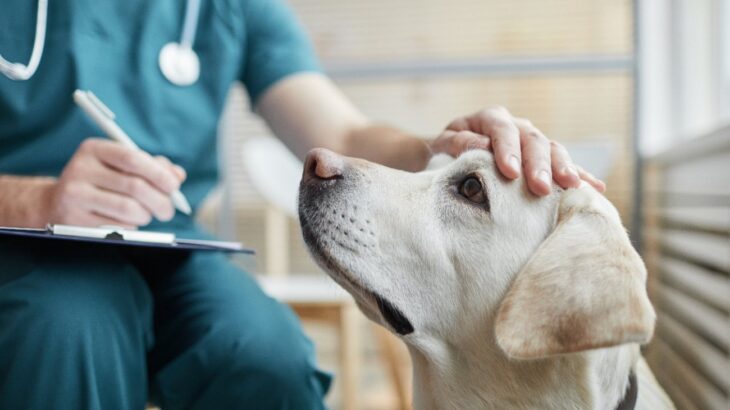 犬の尿由来の細胞からiPS細胞を作製することに成功(ブログ)