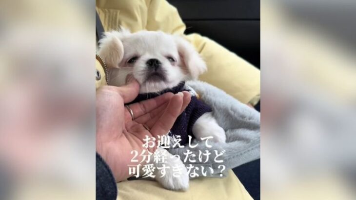 お迎えして”2分”の赤ちゃんワンコが130万回再生…仕草の破壊力がエグいとSNSで話題に「指ぱくやばい」「安心しきってる」(ブログ)