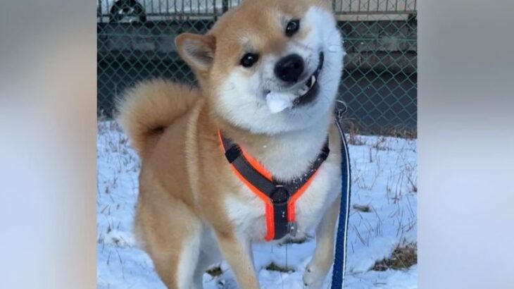 犬と雪合戦してたのに…『予想外の展開』で終了してしまう事態に1万6000人爆笑「ナイスもぐもぐ」「とてもいい笑顔で草」大絶賛の声(ブログ)