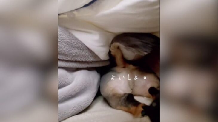 朝が苦手な子供みたい？ワンコの行動が190万再生　『朝だよ！』犬『スッ（毛布の中）』　「完全無視なの好き」「お寝坊な犬可愛い」(ブログ)