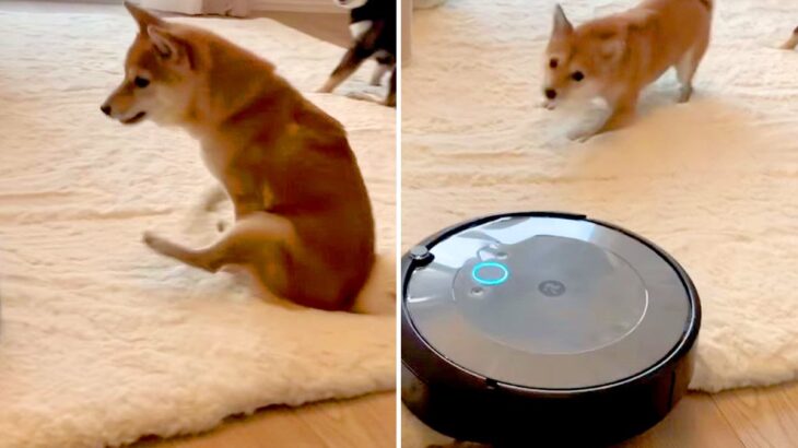 犬の前で『ルンバ』動かしてみたら…喧嘩を売ってしまう姿に3万4000いいねの大反響「お尻歩き爆笑」「人を幸せにする光景」(ブログ)