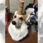 挑戦者求む！ビスケットを頭に乗せるコーギーさんに驚愕する人が続出！(ブログ)