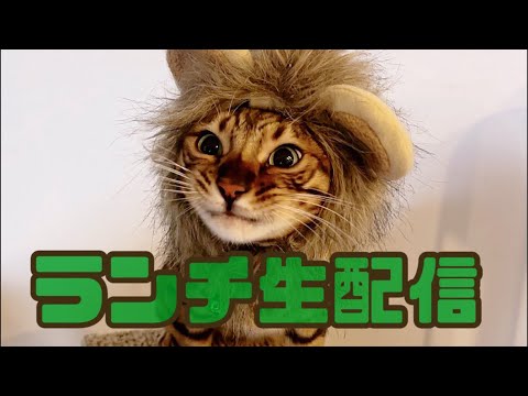 【生配信1/3】にゃんたま金杯！🐲今年は誰かな？(YouTube)