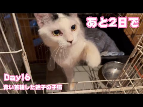 あと2日で・・・ 青い首輪の迷い猫 Day16  【2024 01 03-1】(YouTube)