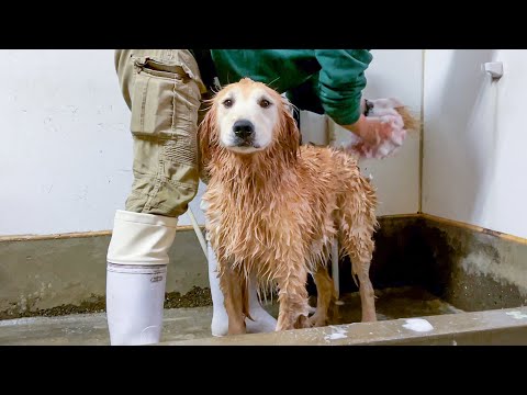 普段破天荒な犬が感情をなくしてしまった瞬間【飼育員が教える大型犬のシャンプー方法】(YouTube)