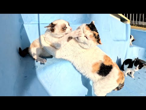 三毛猫ママと可愛い子猫達が大きな水槽の中で運動会をする(YouTube)