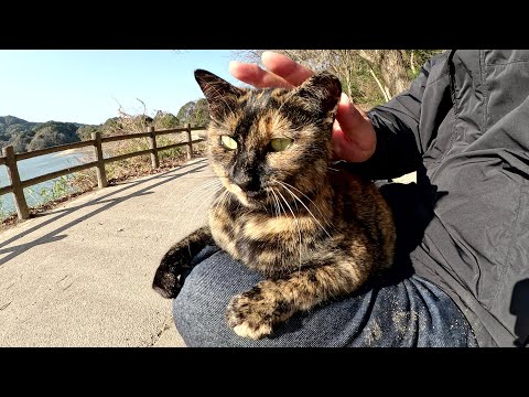 サビ猫ちゃんをひざにのせたら、泥でスボンが汚れたけど癒された(YouTube)