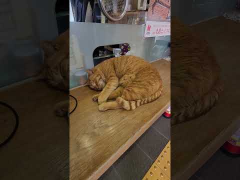 受付の仕事をサボってお昼寝する猫 #cat #ねこ #野良猫(YouTube)