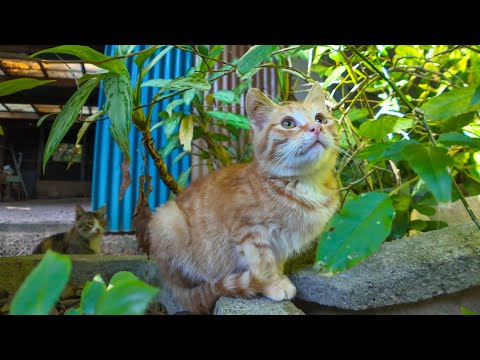三毛猫ママと茶トラ子猫、やっぱりママ猫は少し怒ってます(YouTube)