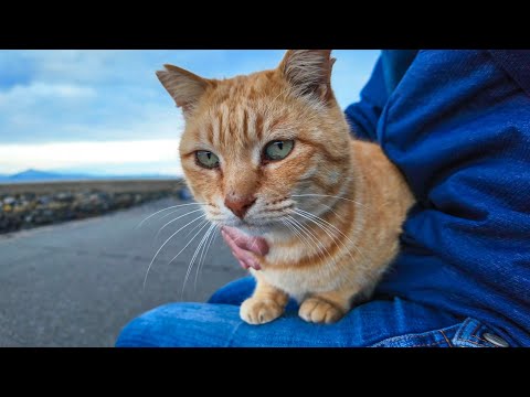 猫島の道路脇で見かけた猫ちゃん、隣に座ると膝の上に乗ってきた(YouTube)