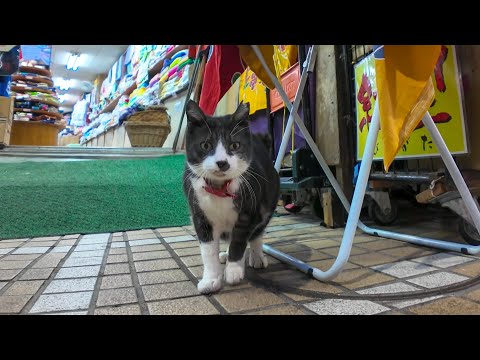 ハチワレ猫「あ、スミマセーン。6時からにゃんずシーザーのお店で看板猫のバイトなんですニャン」(YouTube)