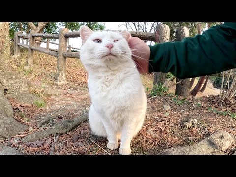 キジトラ猫と遊ぼうとしたら、白猫と茶トラ猫が割り込んできた(YouTube)