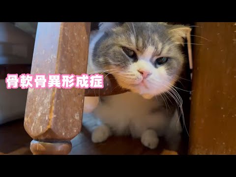骨軟骨異形成症 スタァの悲哀  2024 01 27 2(YouTube)