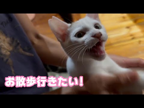 お外真っ暗なのにお散歩行きたい子猫です  【2024 01 20-1】(YouTube)