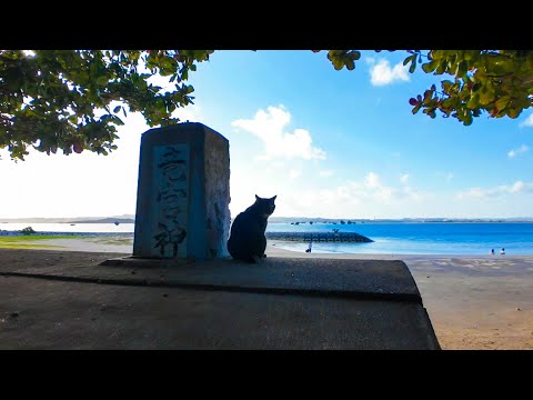 海を眺める猫、そして水を飲む(YouTube)