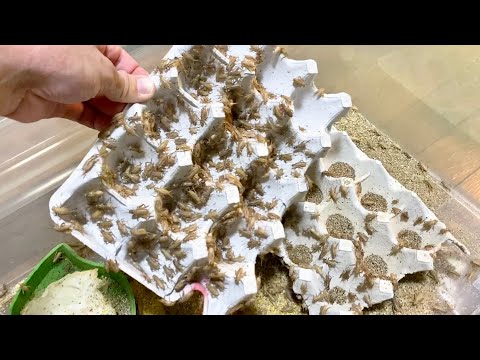 【こうすれば簡単に増やせる】大繁殖成功のコオロギを赤ちゃんオオトカゲに食べさせる(YouTube)