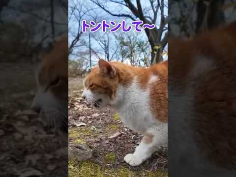 猫の鳴き声が可愛すぎる…(YouTube)