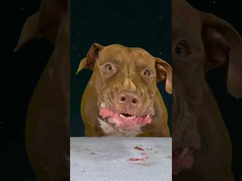 アヒルの頭を簡単に噛み砕くピットブル #ピットブル #dog #咀嚼音 #アメリカンピットブル(YouTube)