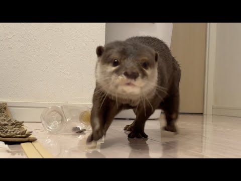 マラカスの使い方を間違っているドジっ子カワウソ An otter using maracas in the wrong way.(YouTube)