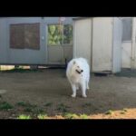 サモエドくん今日帰ります(YouTube)