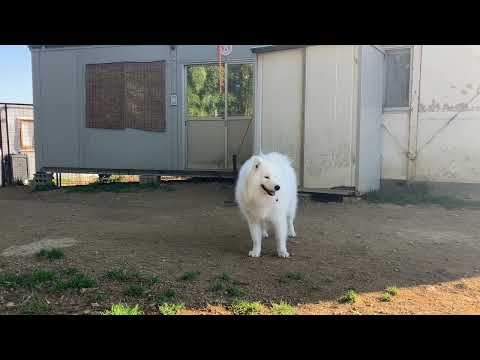 サモエドくん今日帰ります(YouTube)