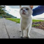夕方のビーチで座っていると猫がトコトコ歩いてきて隣に座ってきた(YouTube)