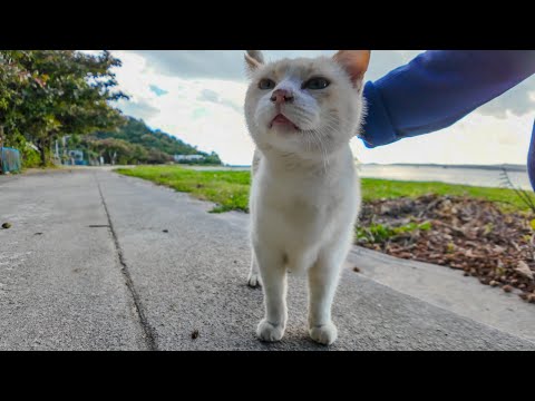 夕方のビーチで座っていると猫がトコトコ歩いてきて隣に座ってきた(YouTube)