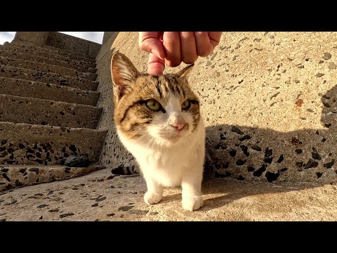 幼さの残るキジシロ猫ちゃんが人間を誘って海へお出掛けする(YouTube)
