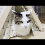 あまりの寒さで散歩からダッシュで帰る猫(YouTube)