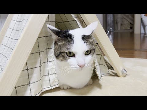 あまりの寒さで散歩からダッシュで帰る猫(YouTube)