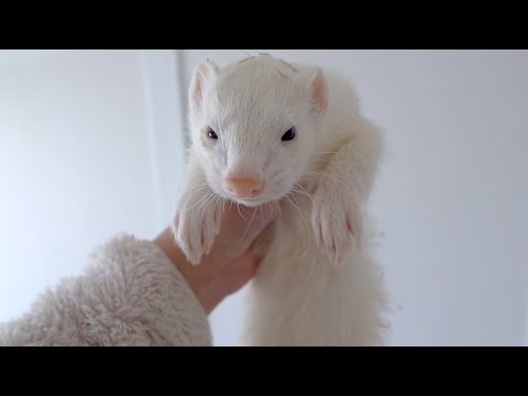 寝ているところを起こされたフェレットがかわいすぎる(YouTube)