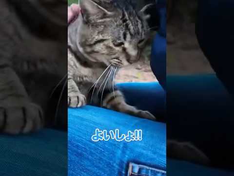 猫を撫でてたら膝に登ってきて可愛すぎる…(YouTube)