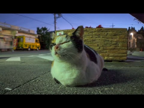 夕方の駐車場で手足を全く見せない三毛猫に出会った(YouTube)