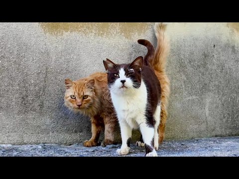 漁港の倉庫裏で出会った猫ちゃん達はちょっとビビり(YouTube)