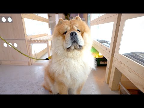 二歳になってドヤっているチャウチャウ犬(YouTube)