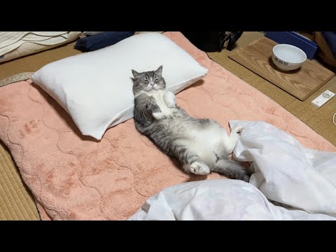 おばあちゃん家の布団が気持ち良すぎて寝坊してる猫がこうなっちゃってました…笑(YouTube)
