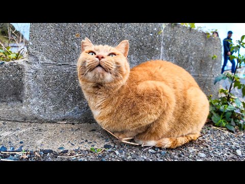 道端に座っていた猫を撫でると足元に擦り寄ってきてカワイイ(YouTube)