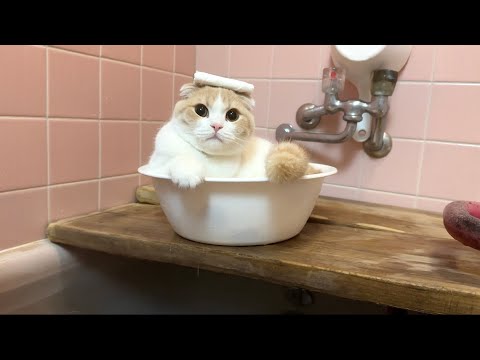 ばあばの家のお風呂が気に入った猫がついにこうなっちゃいました…笑(YouTube)