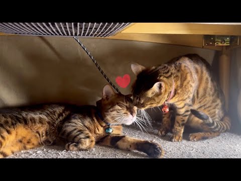 冷えきった夫婦関係がおこたで温まっていく猫夫婦(YouTube)