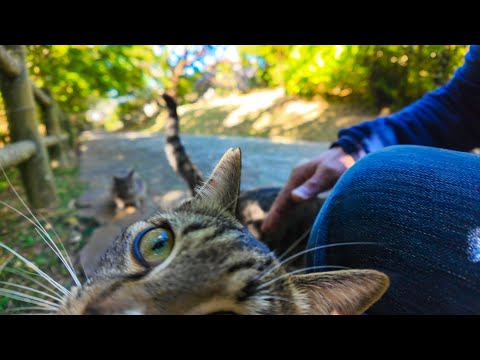 公園の猫の集会に行くと凄い寄ってくる猫とすぐ逃げる猫がいておもしろい(YouTube)