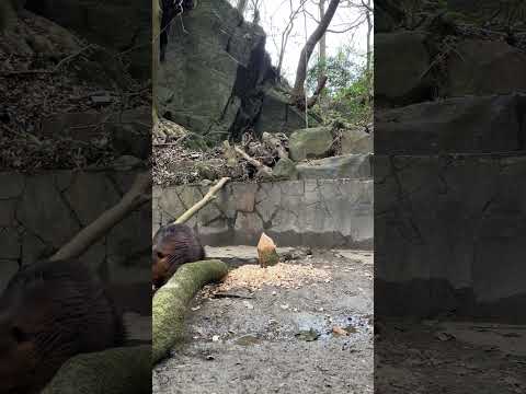 ビーバー木を倒すの巻　Beaver chewing a tree down. #動物 #animals #ビーバー #beaver(YouTube)