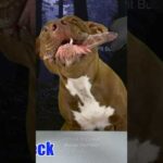 3秒で分かる犬のアゴの強さ #ピットブル #咀嚼音 #dog(YouTube)