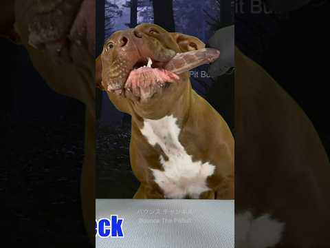 3秒で分かる犬のアゴの強さ #ピットブル #咀嚼音 #dog(YouTube)