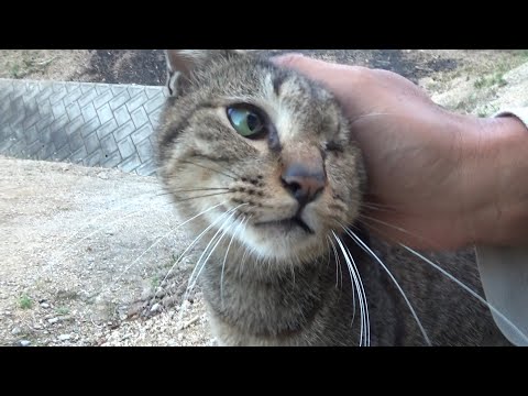 片目を失ってしまったけど優しく成長した猫(YouTube)