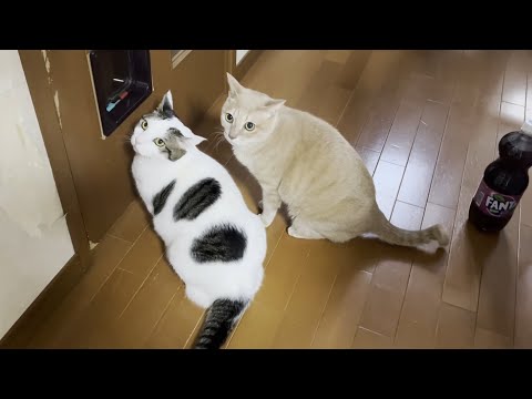大阪 震度4の地震で少しびっくりした猫(YouTube)