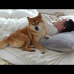 柴犬、休日の過ごし方がもはや人類。(YouTube)