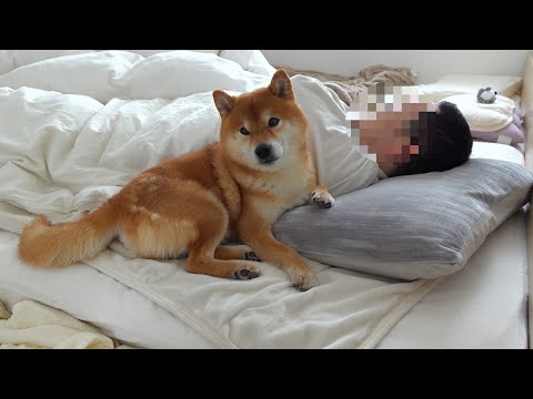 柴犬、休日の過ごし方がもはや人類。(YouTube)