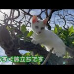 風邪も治ってもうすぐ巣立てるかな 誰かいた？猫の生る樹に【 2024 01 19-2】(YouTube)