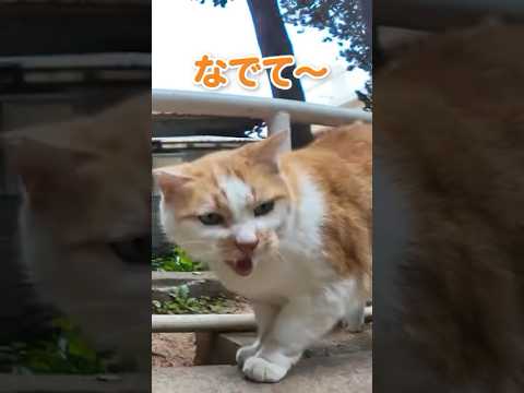 おしゃべりな猫ちゃんと戯れた(YouTube)